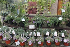 12-winkel-in-arboretum-kalmthout